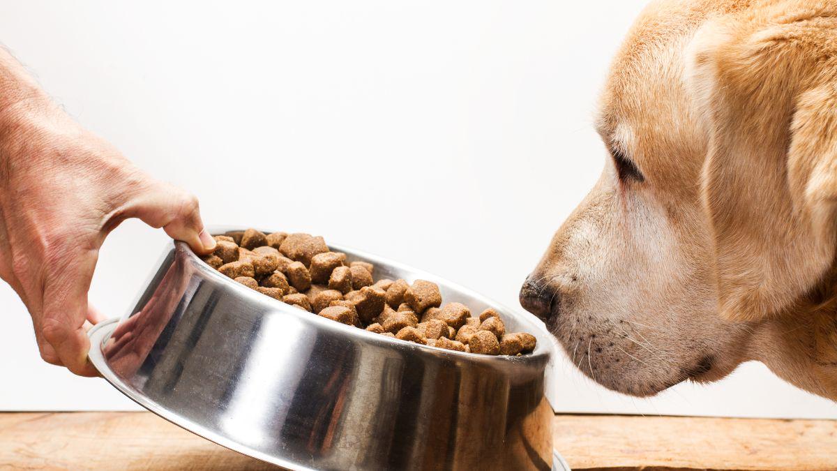 Cara Mengatasi Anjing Susah Makan: Tips dan Solusi Ampuh